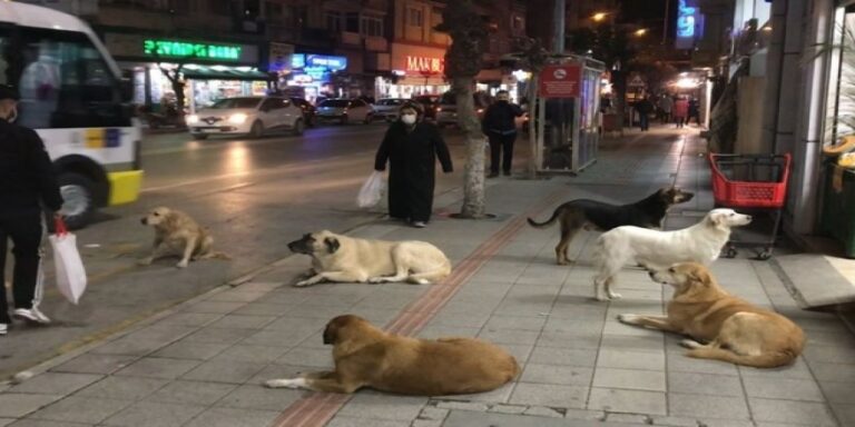 Sokak Köpekleri Meselesine İlkeli Bakış