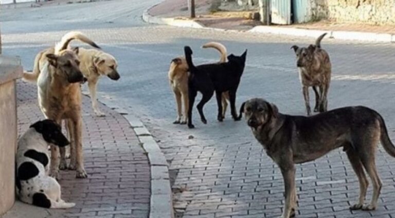 Hak, İnsan Hakları ve “Hayvan Hakları”