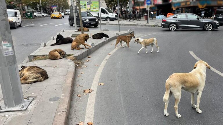 Sokak Köpekleri